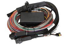 Load image into Gallery viewer, Haltech Elite 1500 8ft Premium Universal Wire-In Harness Wiring Harnesses Haltech   